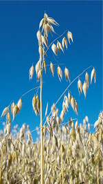 Man sieht es ihm nicht an: Biohafer aus dem Schwarzwald hat eine Sonderstellung im Markt