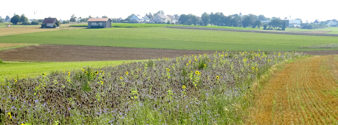 Mehrjährige FAKT-Blühflächen, wie diese hier, bieten besonders vielen Insektenarten Nahrung, Schutz und Lebensraum.