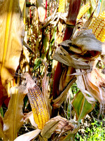 Dieses Jahr tritt Kolbenfusarium verstärkt in Beständen auf, die im Sommer unter Staunässe litten, ebenso wie bei starkem Zünslerdruck und bei Zweitkolben.