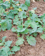 Im Raps sollte nach Fuchsschwanz geschaut werden.