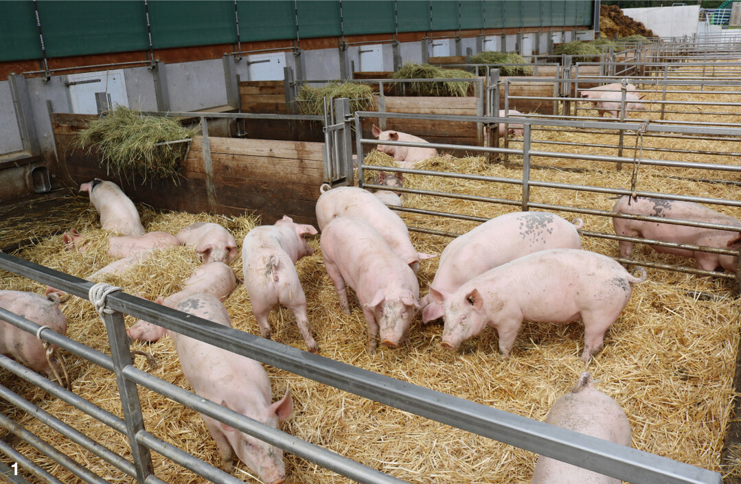 Im Auslauf bietet Stroh den Tieren Beschäftigung.