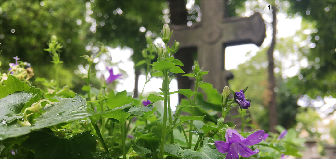 Glockenblumen symbolisieren Dankbarkeit, sind aber auch eine beliebte Bienenweide.