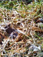 Geht der Aufwuchs zu üppig in den Winter, wächst die Schneeschimmelgefahr, zu erkennen am weißen bis rosafarbenen Mycel.