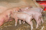 1 Entzündungen bei den Ferkeln, die später dazu führen können, dass sich die Tiere in den Schwanz beißen, werden häufig bereits von der Muttersau weitergegeben.