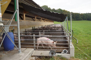 In der kleinstrukturierten Schweinehaltung in der Schweiz sind alternative Haltungsformen fr Qualittsprogramme weit verbreitet.