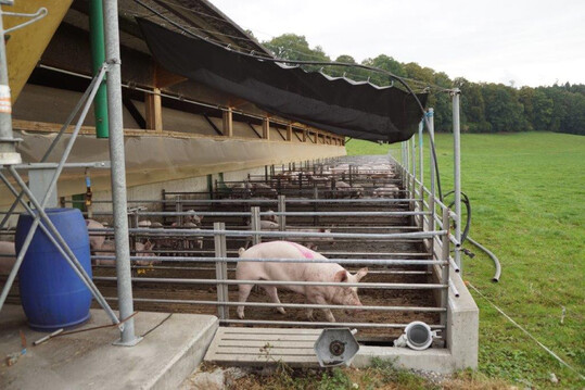 In der kleinstrukturierten Schweinehaltung in der Schweiz sind alternative Haltungsformen fr Qualittsprogramme weit verbreitet.