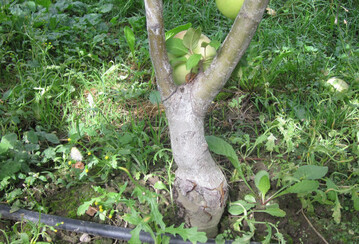 Noch im Teststadium: Beim Anbau von Bibumen mit zwei gleichberechtigten Mittelachsen soll sich das Wachstum besser verteilen.