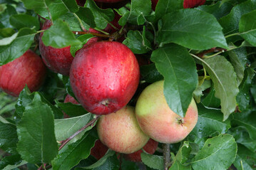 Mutanten einiger Apfelsorten sind nicht stabil Sie spalten nach einiger Zeit ihr Erbgut teils wieder auf. Resultat sind nicht ausfrbende pfel wie hier bei Braeburn Rosabel.