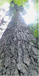 Ziel der Tannenwirtschaft ist wertvolles Starkholz.