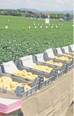 Sortenversuche helfen bei der Anbauentscheidung, ein- und zweijährige Ergebnisse sind jedoch mit Vorbehalt zu betrachten, weil die Witterung die Ausprägung der Eigenschaften beeinflusst.