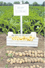 Frühe Sorten mit oder ohne Folie: Auf Qualitätseigenschaften und Krankheitsanfälligkeiten achten.