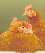 Kupiert oder nicht kupiert, wird ab 2017 nicht mehr zur Diskussion stehen.