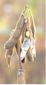 Schrittmacher der aktuellen Preisentwicklung im Ölsaatenmarkt: die Sojabohne.
