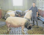 Kommen Zuchtsauen mit energiereichen Rationen schneller in die Rausche? Das testete Johannes Philipp mit den Muttertieren auf dem elterlichen Betrieb in Ilshofen-Oberaspach.