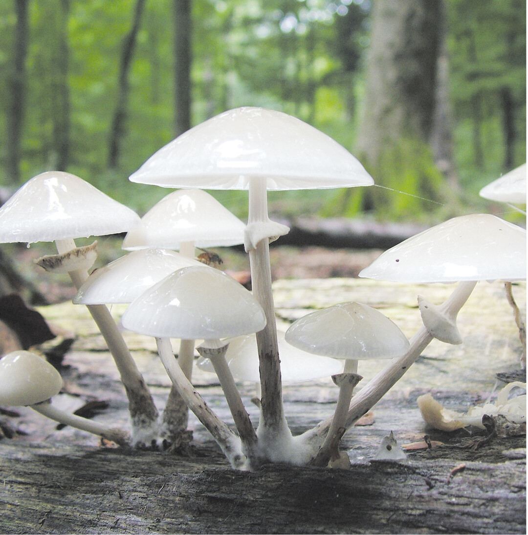 bild der woche Pilze leisten einen wichtigen Beitrag im Lebensraum Wald. Diese Schleimlings-Art zersetzt das tote Holz und bildet damit die Lebensgrundlage für andere Pflanzen und Tiere.