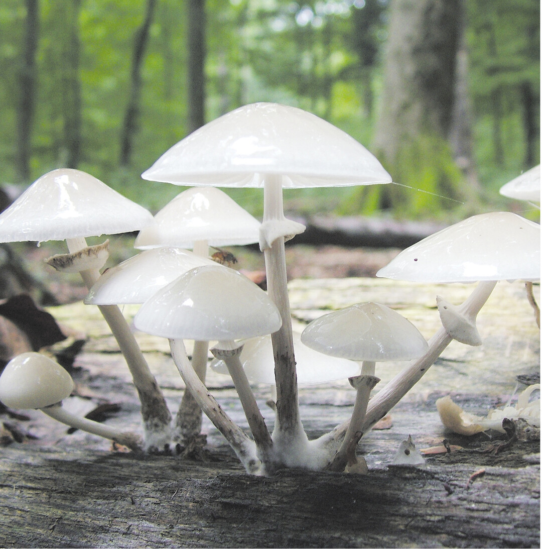 bild der woche Pilze leisten einen wichtigen Beitrag im Lebensraum Wald. Diese Schleimlings-Art zersetzt das tote Holz und bildet damit die Lebensgrundlage für andere Pflanzen und Tiere.