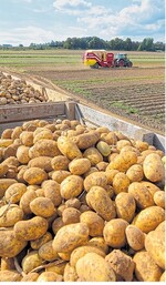 Kartoffeln in Kisten am Feldrand. Im Hintergrund fährt ein Roder übers Feld.