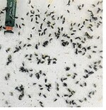 Manche Fallen in stark befallenen Gebieten waren schwarz von den männlichen Käfern, die dort auf den Leim gegangen waren.