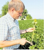 ZG-Berater Hubert Sprich im Sojabestand. Bei Soja fielen die Erträge überdurchschnittlich aus.