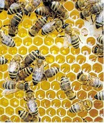 In den Waben aus Wachs schützen die Bienen ihre Brut und Vorräte.