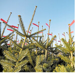 Mit Meterpreisen von 18 bis 24 Euro bei der Nordmanntanne rechnet die Schutzgemeinschaft Deutscher Wald im Weihnachtsgeschäft 2018