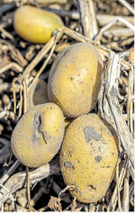 Kartoffelsorten werden unter anderem nach der Knollenform, der Schalenbeschaffenheit und ihrer Sortierung beurteilt.