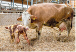 Die Notwendigkeit einer zusätzli- chen Eisengabe bei neugeborenen Kälbern wird noch immer unter- schätzt.