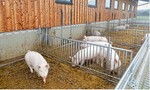 Schweine in Strohställen, wie in diesem Fall mit einem Auslauf, leiden weniger oft unter Klauenverletzungen. Die Ammoniakbelastung im Stallinnern durch ein womöglich schlechtes Einstreumanagement sollte man jedoch nicht unterschätzen.