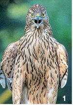 Habicht im Jugendkleid Rothabicht genannt.