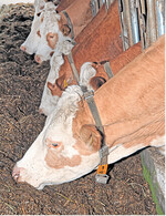 Das Rindfleisch von Schlachtkühen kann jetzt ebenfalls unter dem Qualitätszeichen Baden-Württemberg (QZBW) vermarktet werden.