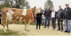 Die Kuh Gislore aus dem Stall von Familie Kübler in Glashofen wurde auf der Bezirksrindviehschau zur Miss Gaildorf gekürt.