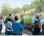In Weilheim/Teck beobachten die Agrarbotschafterinnen eine Herde von Schwarzkopfschafen bei der Landschaftspflege.