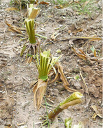 Diese Maisstoppeln wurden mechanisch zerkleinert und stellen kein Winterquartier mehr für den Maiszünsler dar.