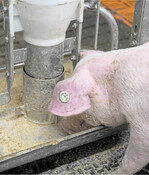 Mastschweine kommen mit mehr Rapsschrot und Roggen zurecht.