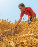 Der Löwenanteil des weltweiten Weizenvorrats lagert in Asien und fehlt dem Weltmarkt.