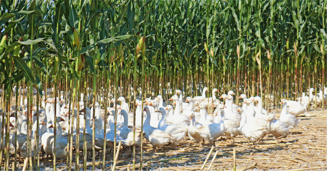 Die Gänse laufen auf der großen Fläche immer in Gruppen.