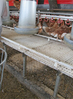 Futter auf dem Boden unter dem Mobilstall lockt die Nager an.