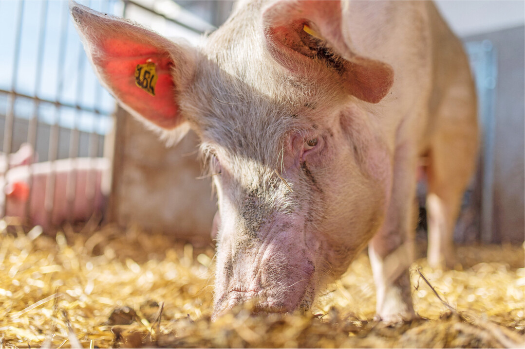 Wie können die Erreger der ASP und anderer Krankheiten daran gehindert werden, in den Betrieb einzudringen und die Schweine krank zu machen? Ein neues Beratungsangebot von MLR und TSK soll Schweinehalter darin unterstützen, die Biosicherheit auf den Betrieben zu verbessern.