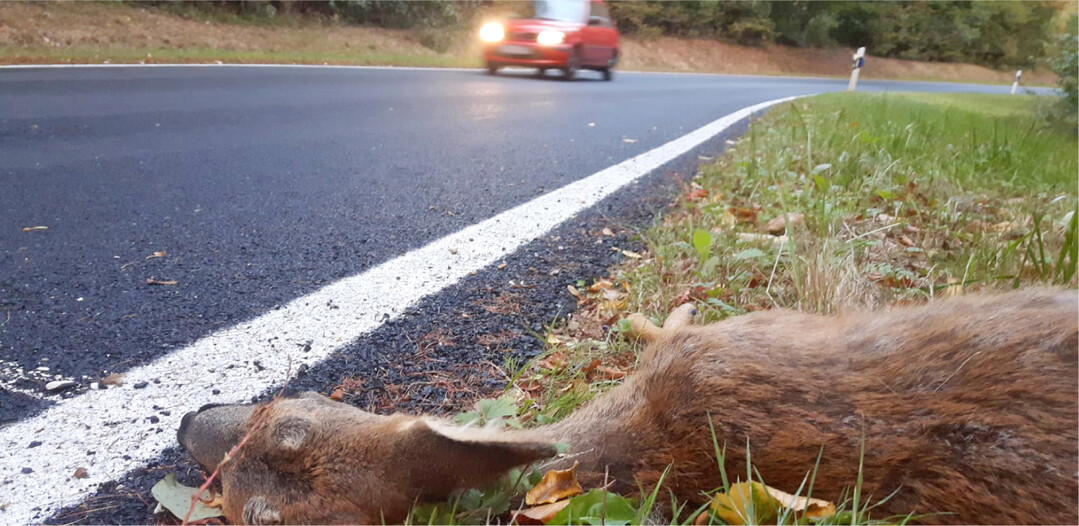 Wenn es draußen dämmrig und nass ist, passieren viele Wildunfälle.