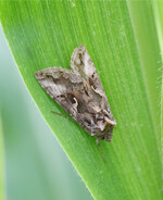 Die Gammaeule ist eine der häufigsten Nachfalterarten.