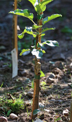 Austrieb an einem veredelten Apfelbaum.