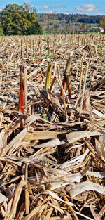 Die Maisstoppeln könnten noch Raupen des Maiszünslers beherbergen.