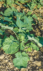 Bei weit entwickelten Rapsbeständen sollte über eine Einkürzungsmaßnahme nachgedacht werden.