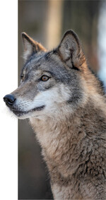 Eine Koexistenz von Wolf und Weidetieren ist nach Erfahrungen aus der Schweiz auf Dauer nicht möglich.