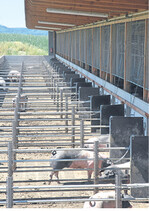 Draußen oder drinnen: In einem Pig-Port-Stall können Schweine entscheiden, wo sie sich aufhalten wollen.