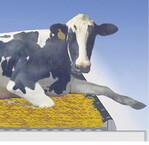 Die neue maxiBox bietet Kühen viel Komfort.