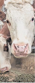 Die Grundfutterkosten lassen sich ziemlich zuverlässig kalkulieren. Bei der zugemischten Eiweißkomponente ist die Preisentwicklung derzeit nicht sicher einschätzbar.