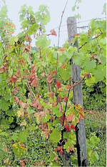 Typisches Esca-Schadbild. Befallene Rebstöcke müssen entfernt oder bis ins gesunde Holz zurückgeschnitten werden.