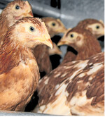 Der Verzicht aufs Schnabelkürzen bedeutet schon in der Junghennenaufzucht höhere Kosten.