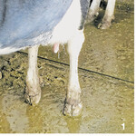 Wird, wie hier im Bild, das hintere Glied nicht mehr belastet, ist eine Behandlung notwendig.